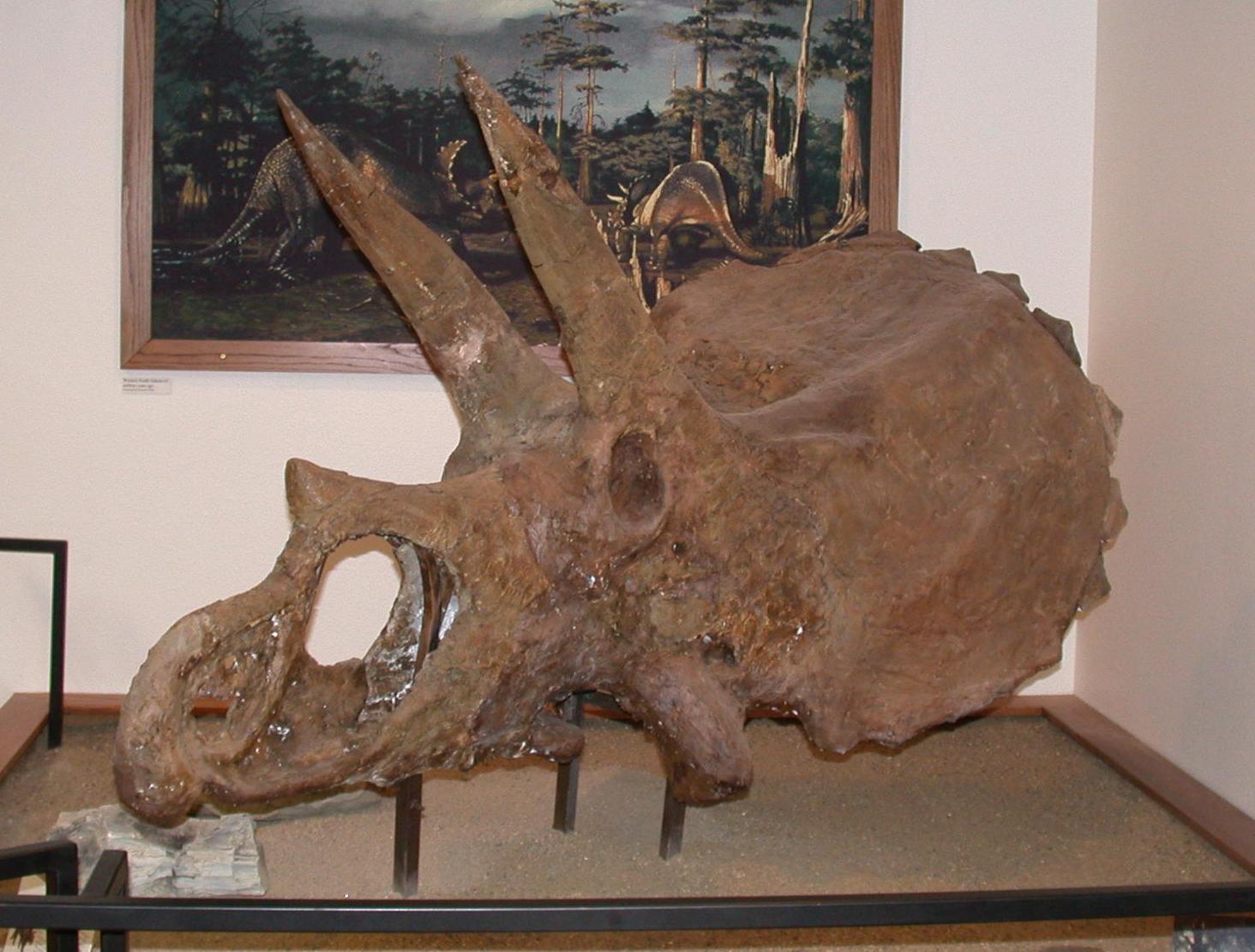 Triceratops Skull